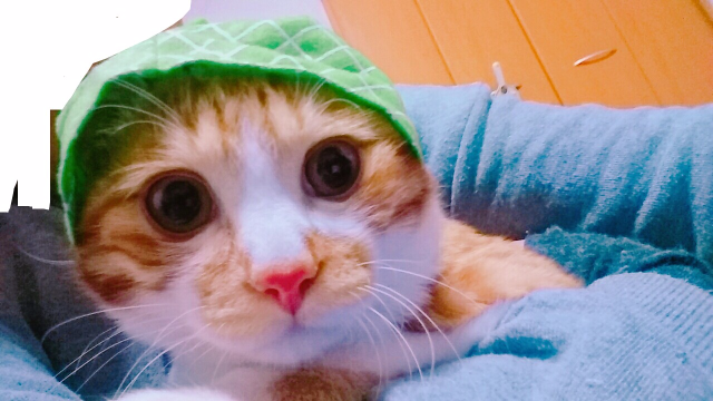 タルにゃんのプロフィール・評判｜家事代行/家政婦マッチングサイト『タスカジ』